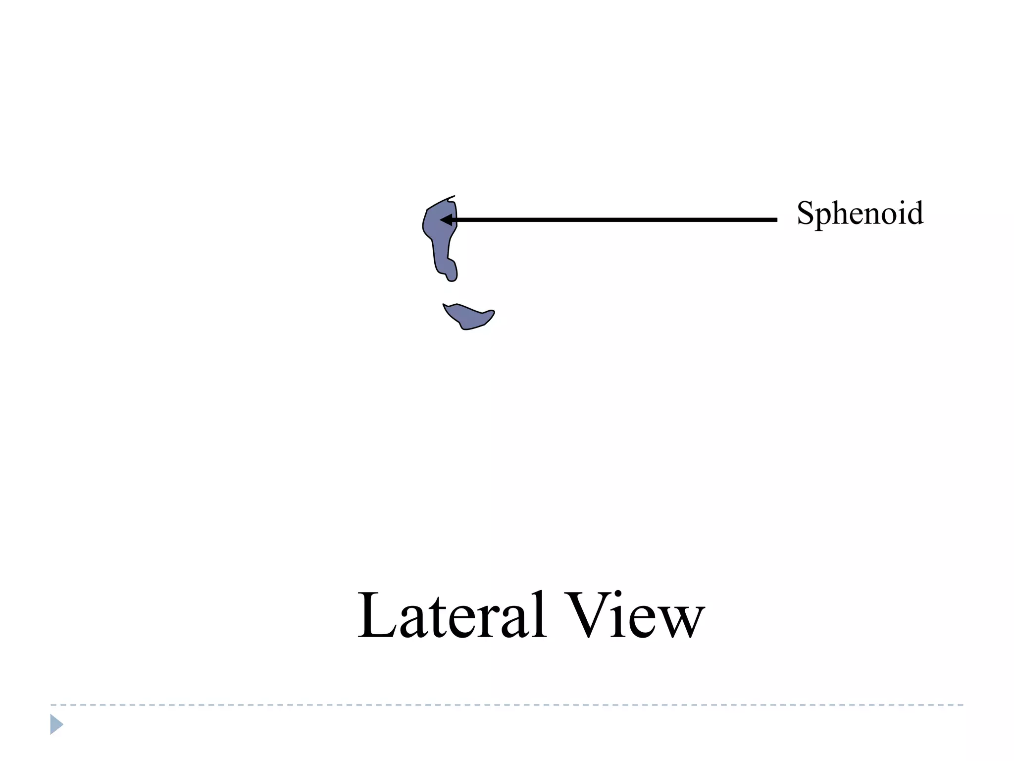 Sphenoid




Lateral View
 
