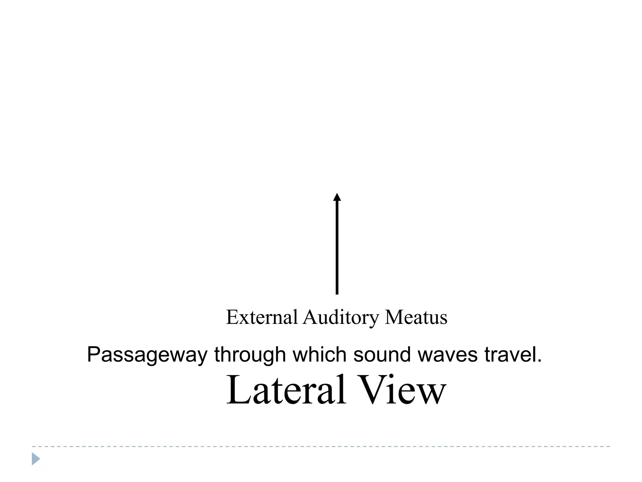 External Auditory Meatus
Passageway through which sound waves travel.
             Lateral View
 