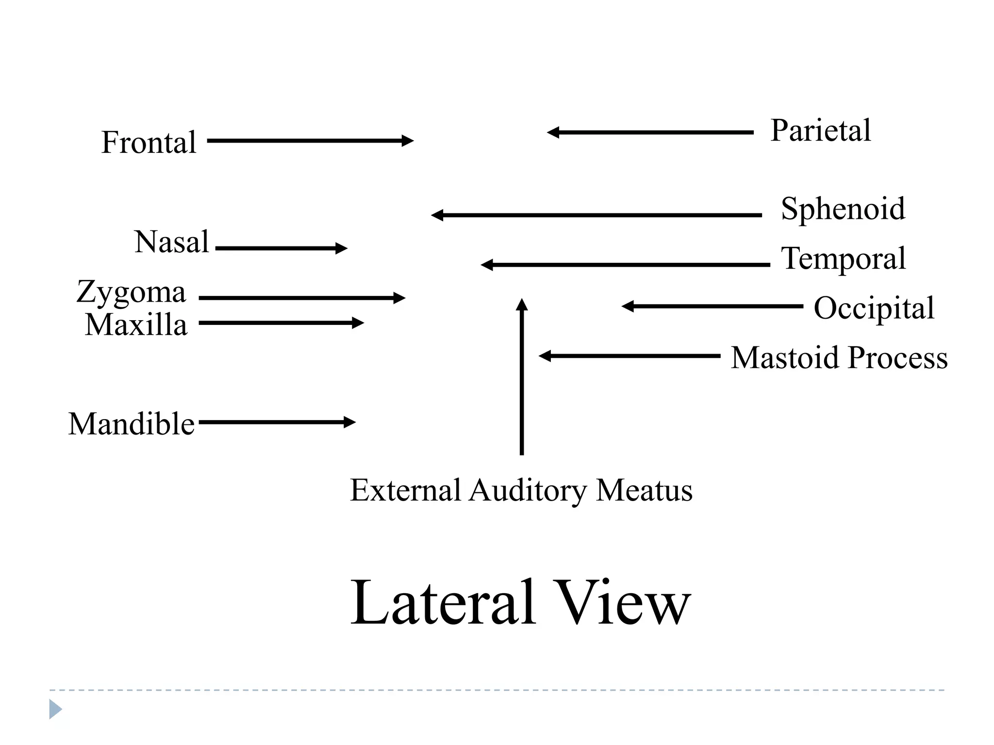 Frontal                                Parietal

                                          Sphenoid
   Nasal                                 Temporal
Zygoma                                      Occipital
Maxilla
                                       Mastoid Process

Mandible
            External Auditory Meatus


            Lateral View
 