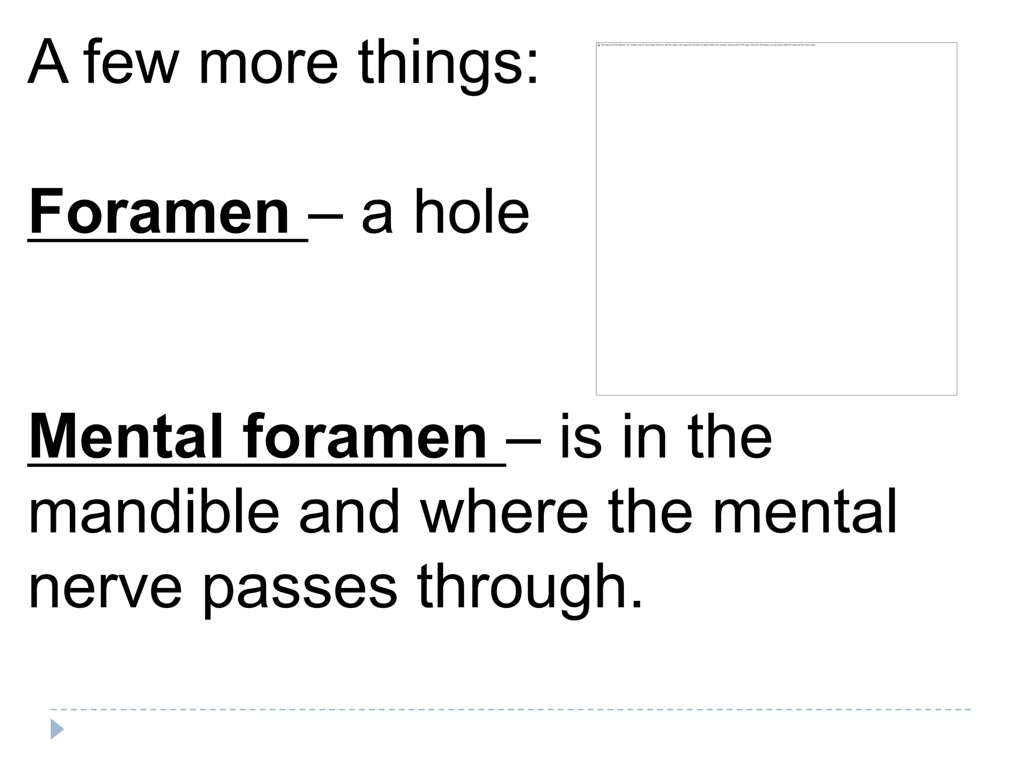 A few more things:

Foramen – a hole


Mental foramen – is in the
mandible and where the mental
nerve passes through.
 