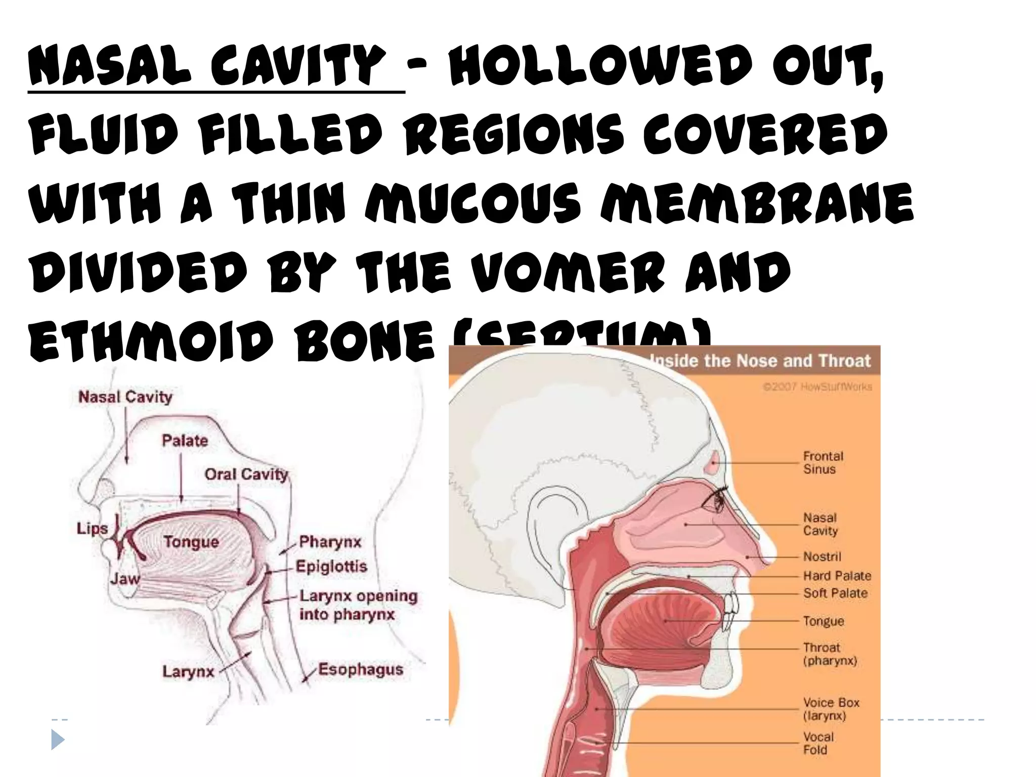 Nasal cavity – hollowed out,
fluid filled regions covered
with a thin mucous membrane
divided by the vomer and
ethmoid bone (septum).
 