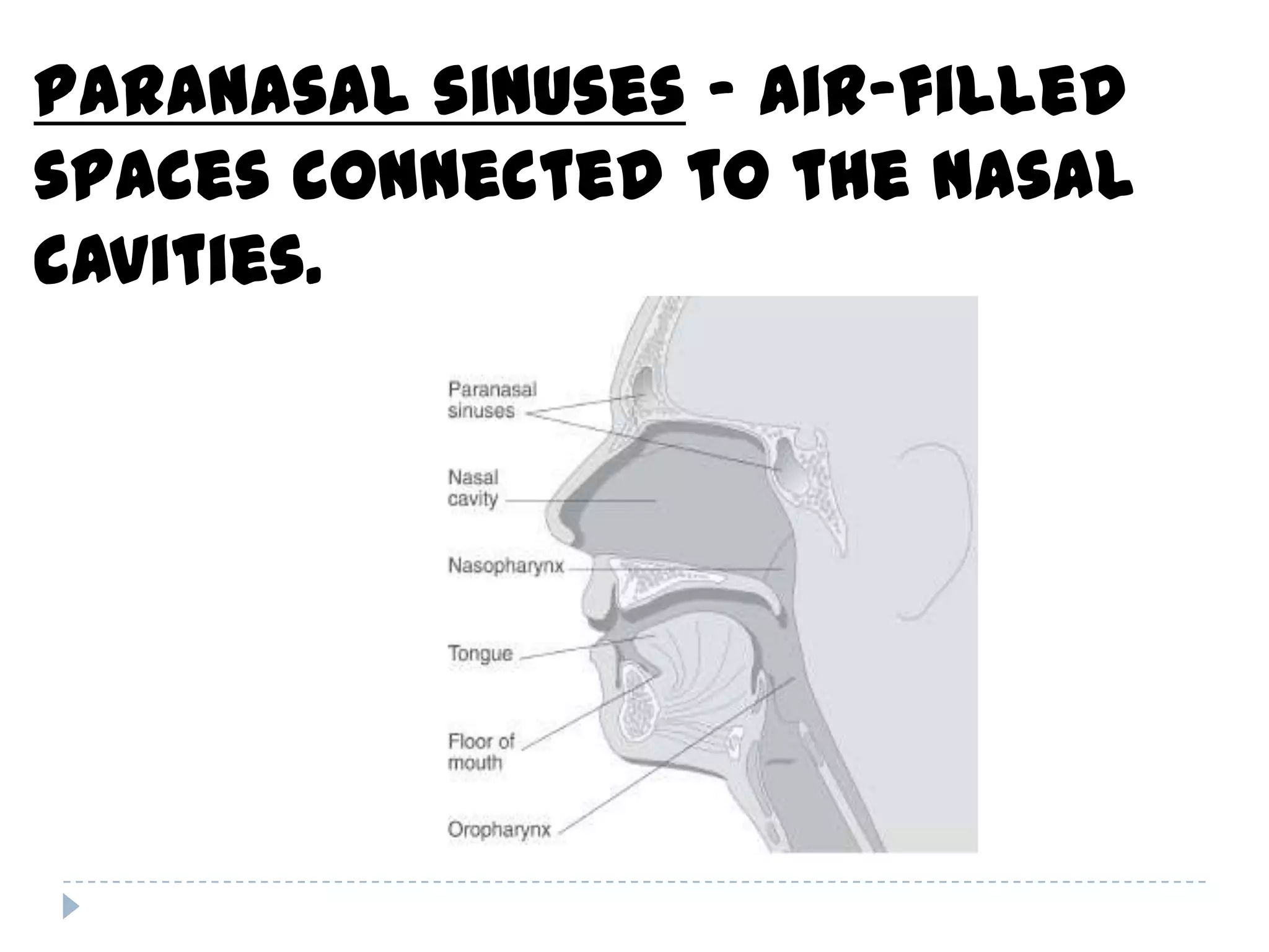Paranasal sinuses – air-filled
spaces connected to the nasal
cavities.
 