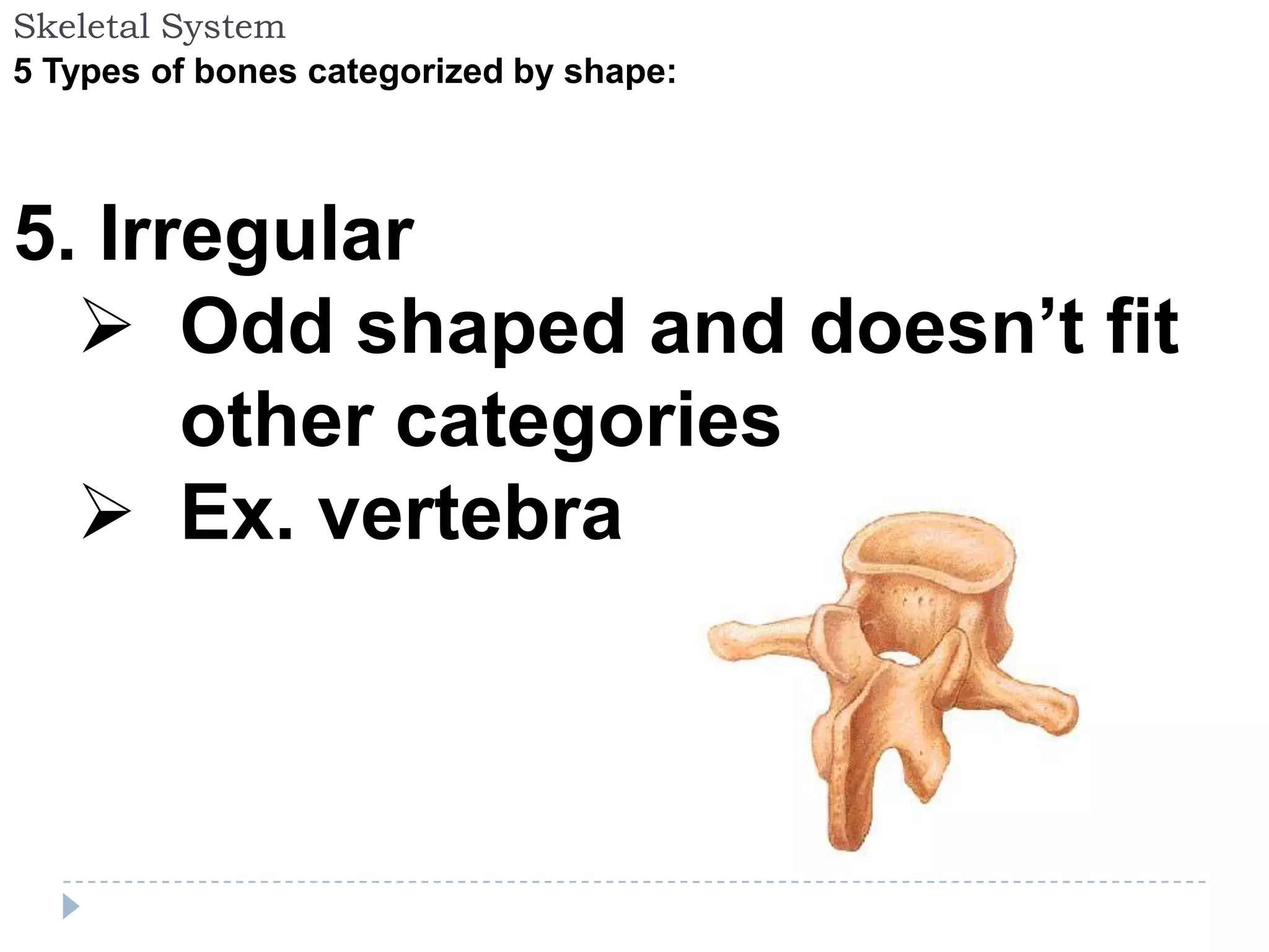 Skeletal System
5 Types of bones categorized by shape:




5. Irregular
   Odd shaped and doesn’t fit
      other categories
   Ex. vertebra
 