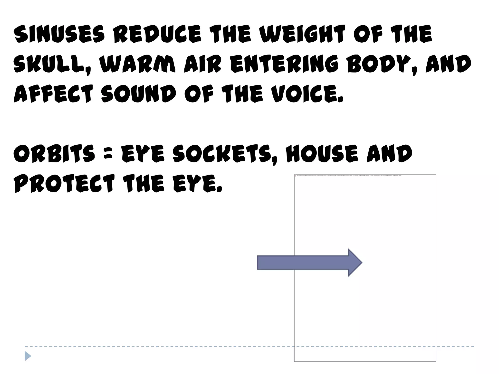 Sinuses reduce the weight of the
skull, warm air entering body, and
affect sound of the voice.

Orbits = eye sockets, house and
protect the eye.
 
