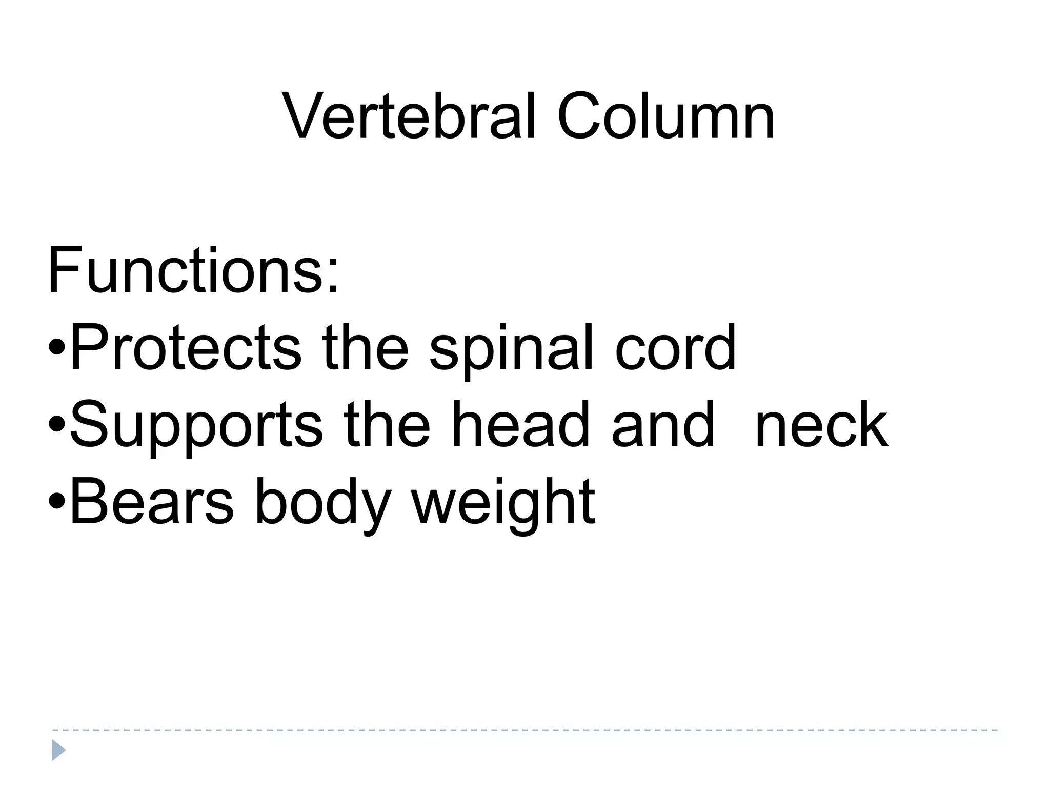 Vertebral Column

Functions:
•Protects the spinal cord
•Supports the head and neck
•Bears body weight
 