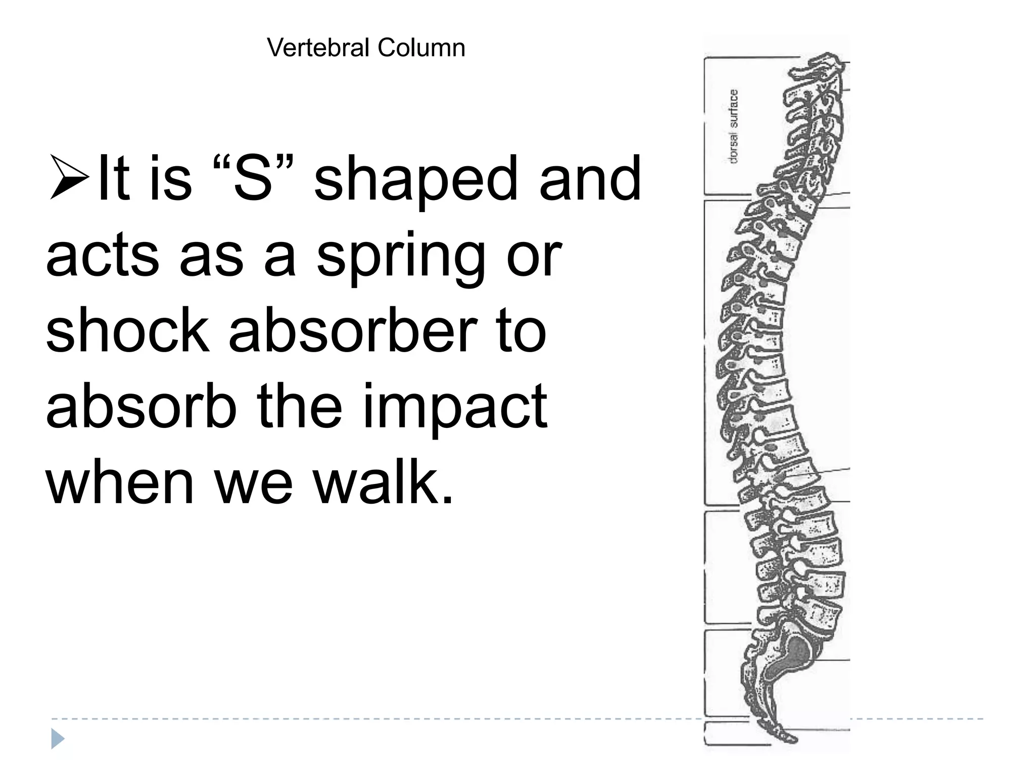 Vertebral Column




It is “S” shaped and
acts as a spring or
shock absorber to
absorb the impact
when we walk.
 