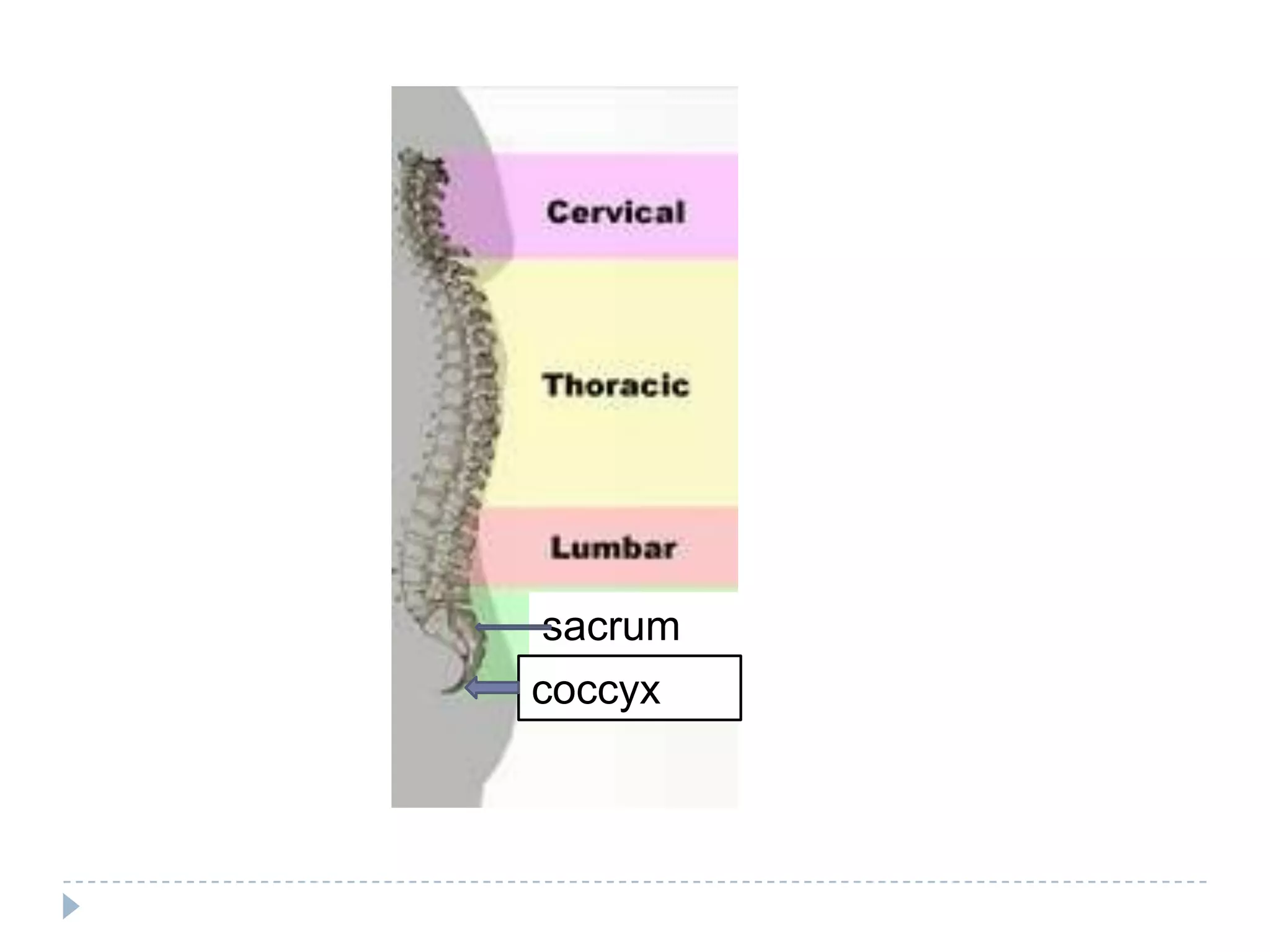 sacrum
coccyx
 