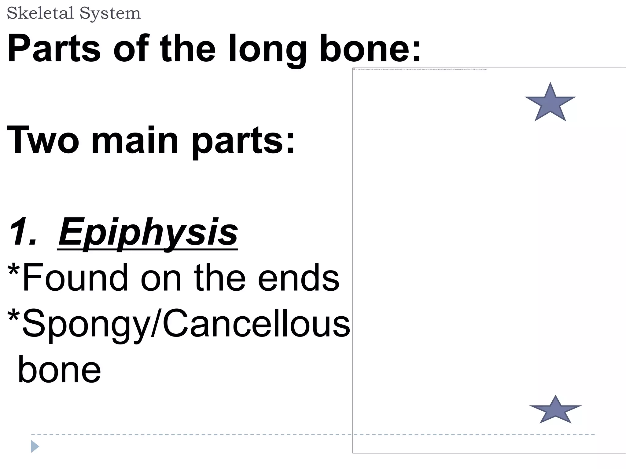 Skeletal System

Parts of the long bone:

Two main parts:

1. Epiphysis
*Found on the ends
*Spongy/Cancellous
 bone
 