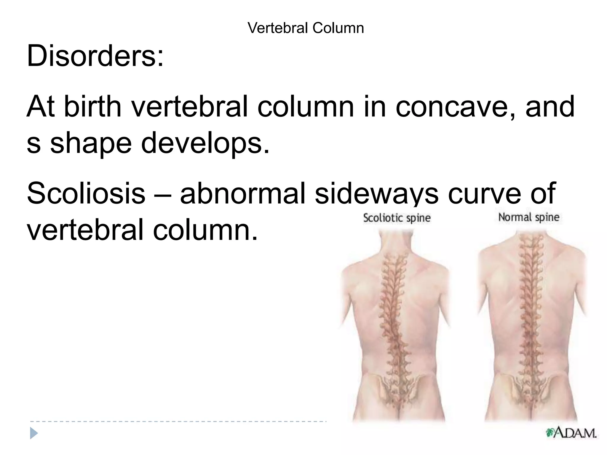 Vertebral Column

Disorders:
At birth vertebral column in concave, and
s shape develops.
Scoliosis – abnormal sideways curve of
vertebral column.
 