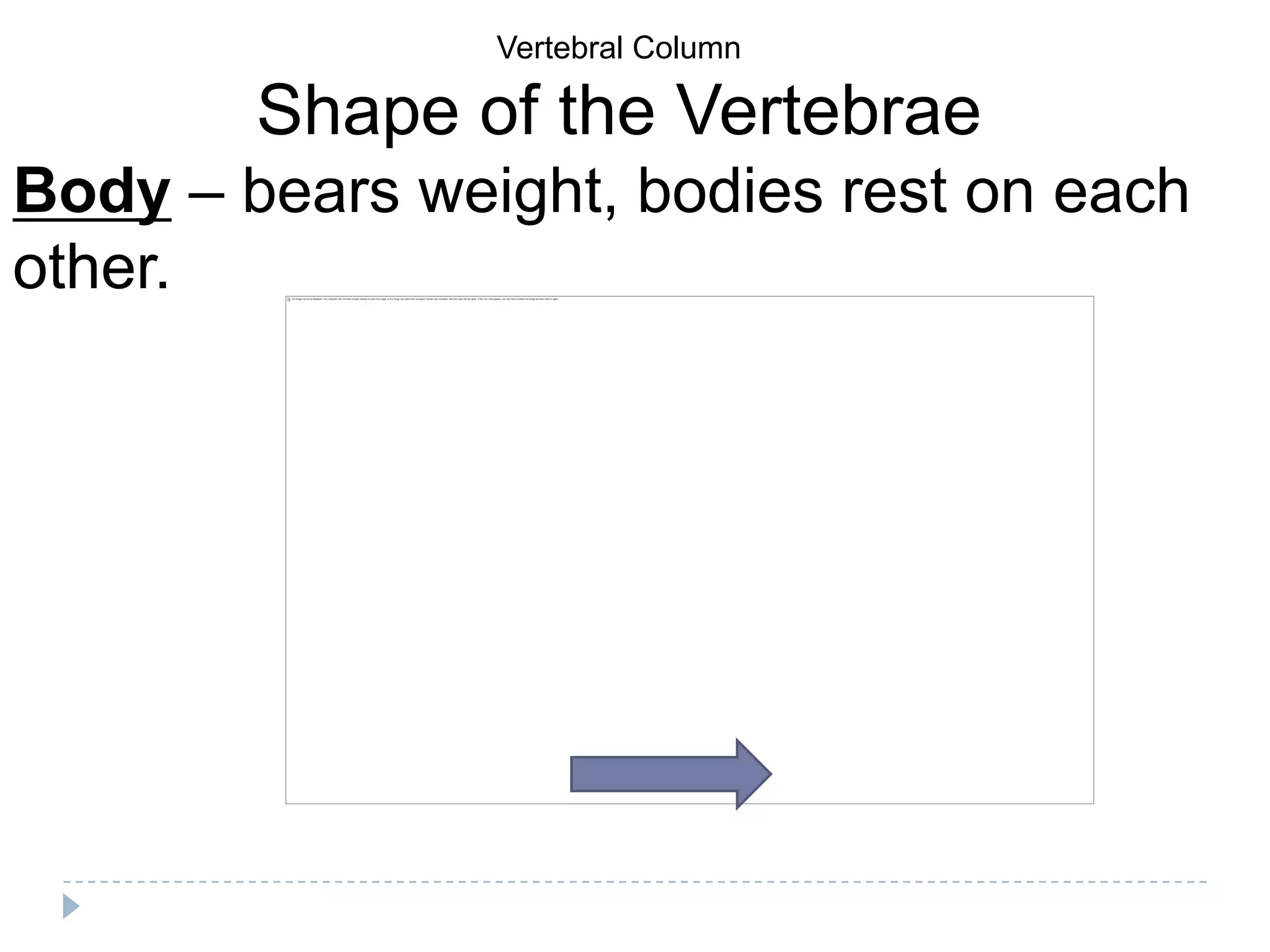 Vertebral Column

        Shape of the Vertebrae
Body – bears weight, bodies rest on each
other.
 