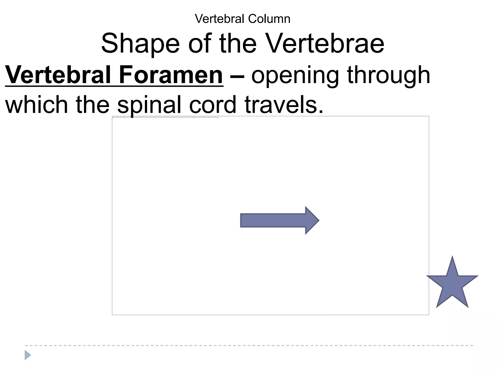 Vertebral Column

       Shape of the Vertebrae
Vertebral Foramen – opening through
which the spinal cord travels.
 