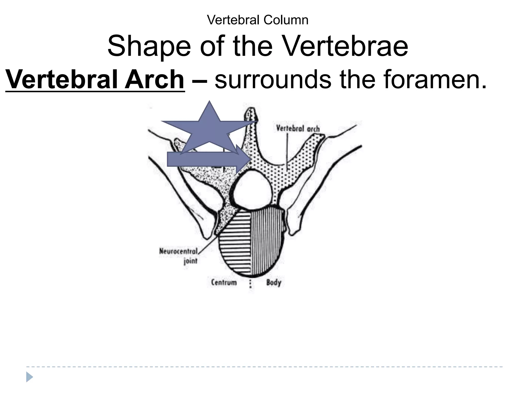 Vertebral Column

        Shape of the Vertebrae
Vertebral Arch – surrounds the foramen.
 