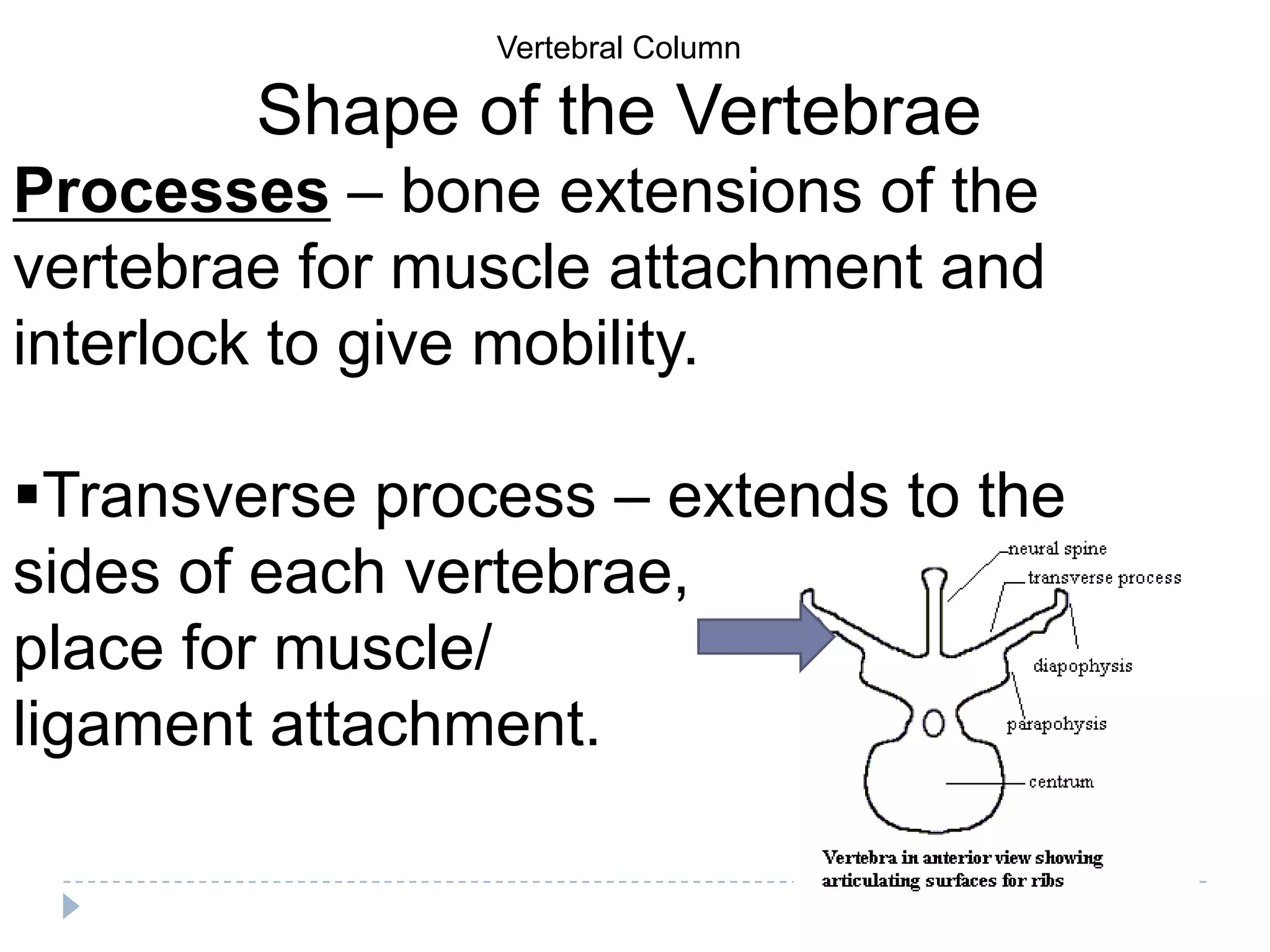 Vertebral Column

        Shape of the Vertebrae
Processes – bone extensions of the
vertebrae for muscle attachment and
interlock to give mobility.

Transverse process – extends to the
sides of each vertebrae,
place for muscle/
ligament attachment.
 