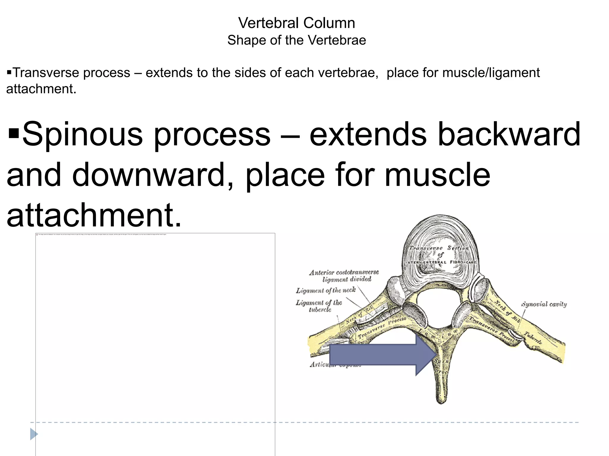 Vertebral Column
                                    Shape of the Vertebrae

Transverse process – extends to the sides of each vertebrae, place for muscle/ligament
attachment.


Spinous process – extends backward
and downward, place for muscle
attachment.
 