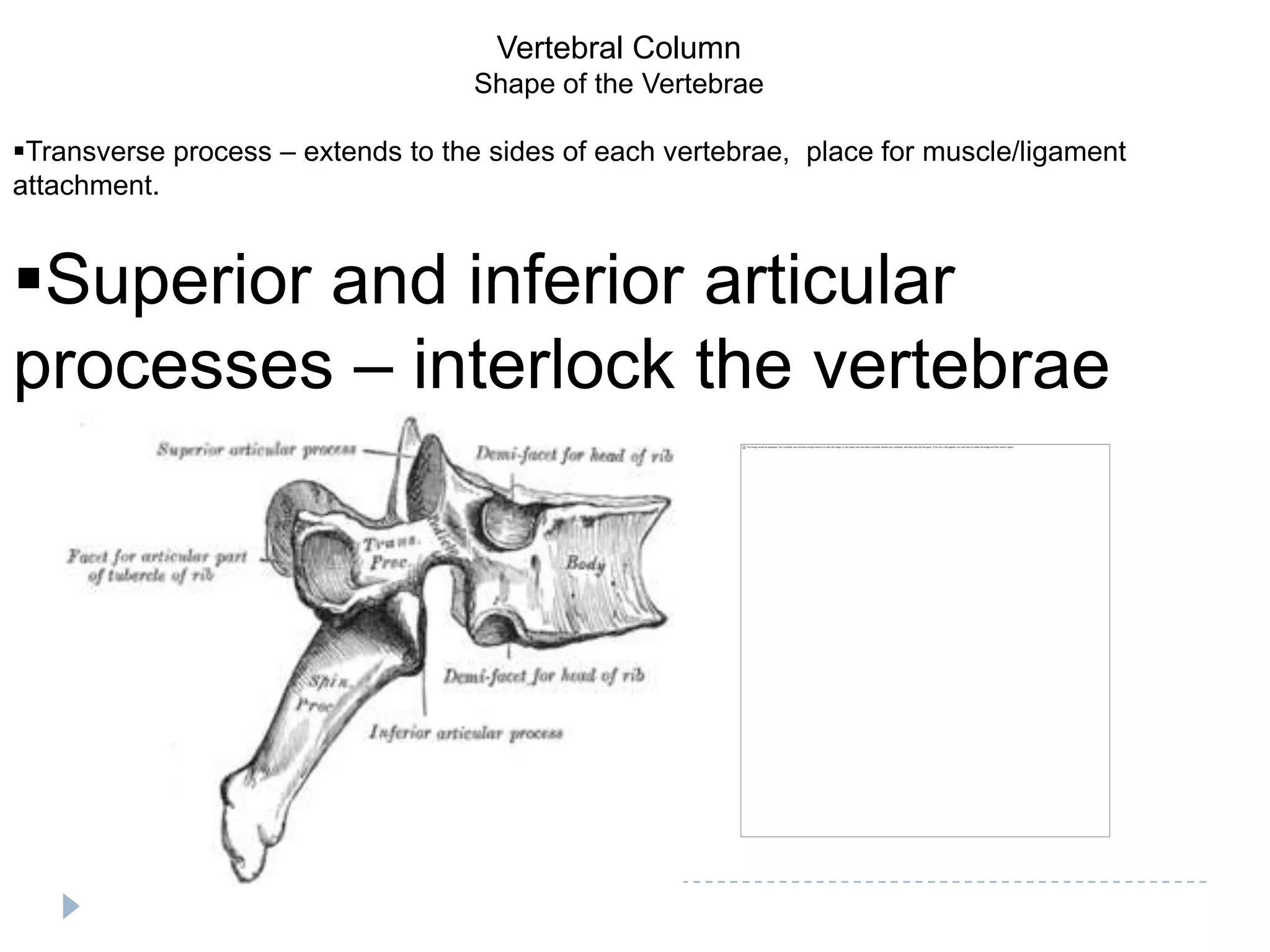 Vertebral Column
                                    Shape of the Vertebrae

Transverse process – extends to the sides of each vertebrae, place for muscle/ligament
attachment.


Superior and inferior articular
processes – interlock the vertebrae
 