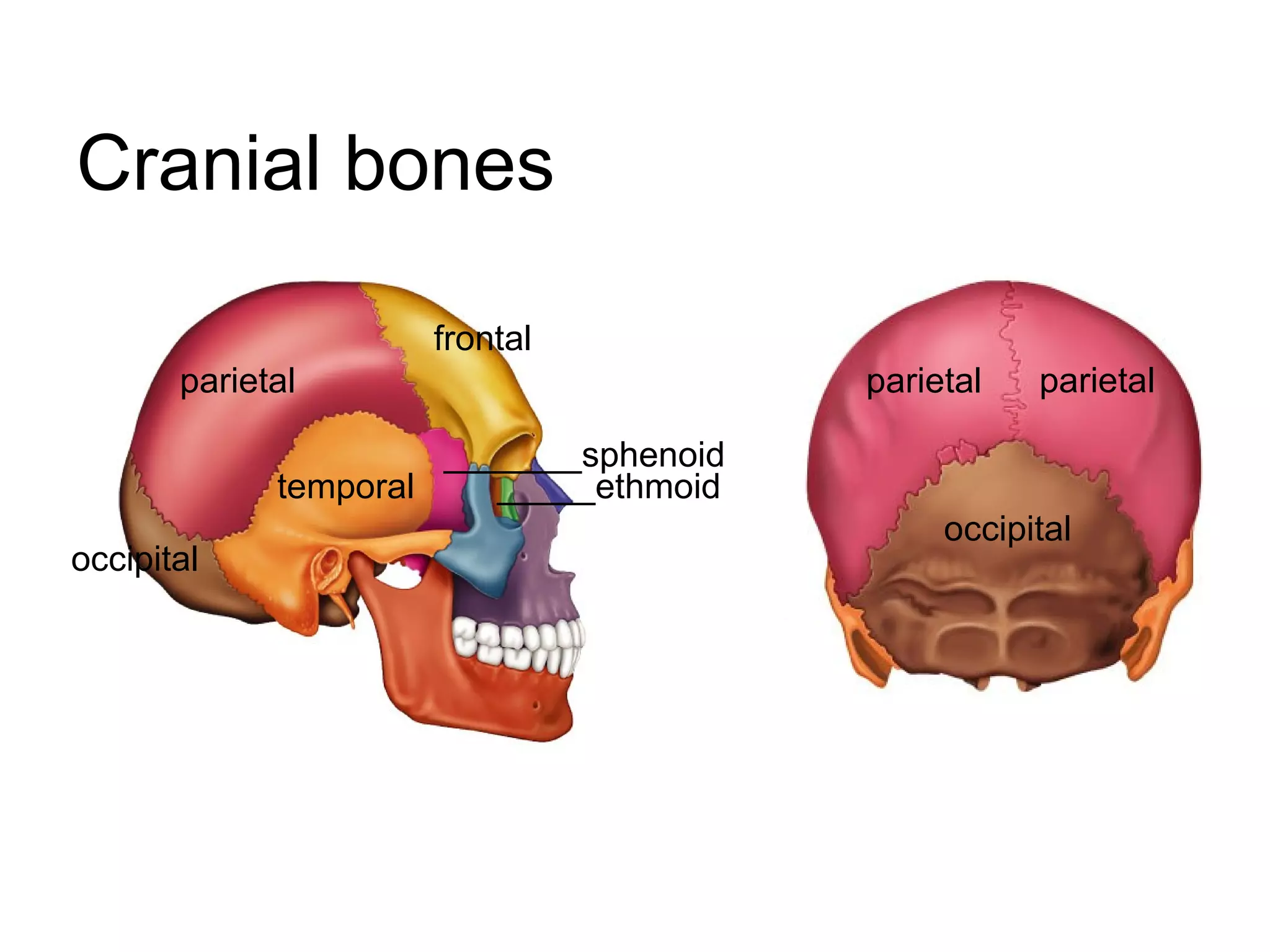 Cranial bones
parietal parietal
frontal
temporal
parietal
occipital
_______sphenoid
_____ethmoid
occipital
 