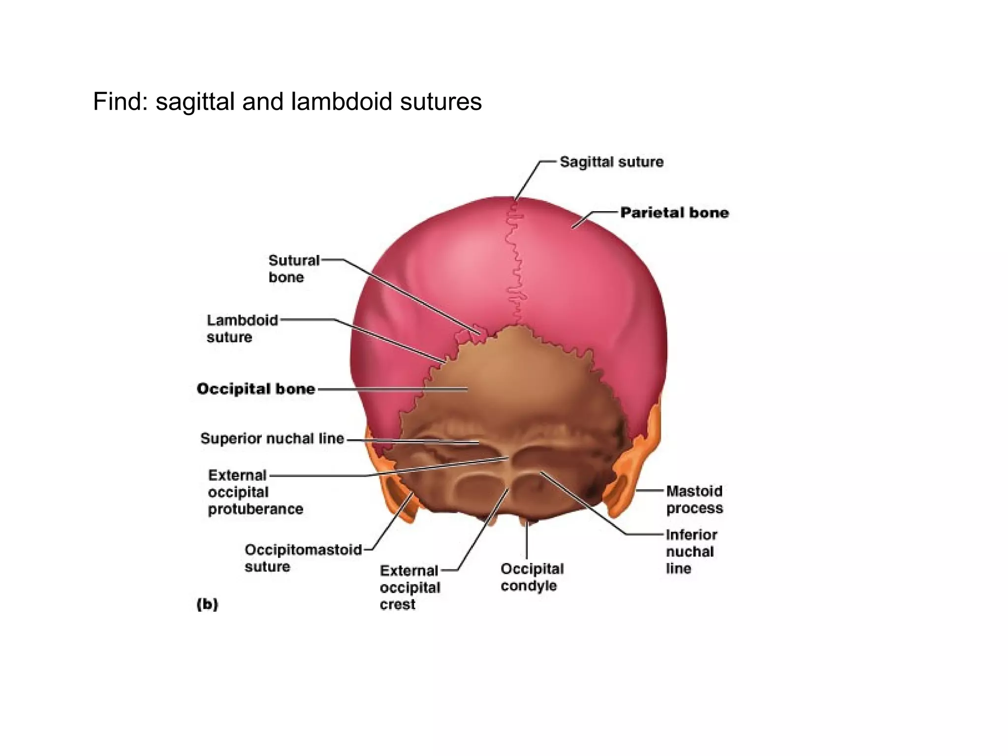 Find: sagittal and lambdoid sutures
 
