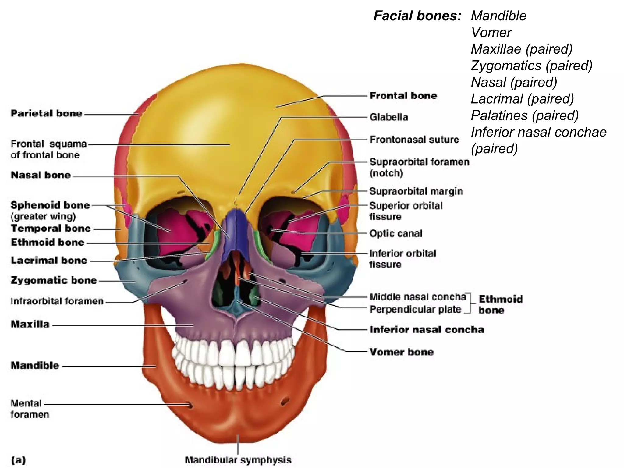Mandible
Vomer
Maxillae (paired)
Zygomatics (paired)
Nasal (paired)
Lacrimal (paired)
Palatines (paired)
Inferior nasal conchae
(paired)
Facial bones:
 