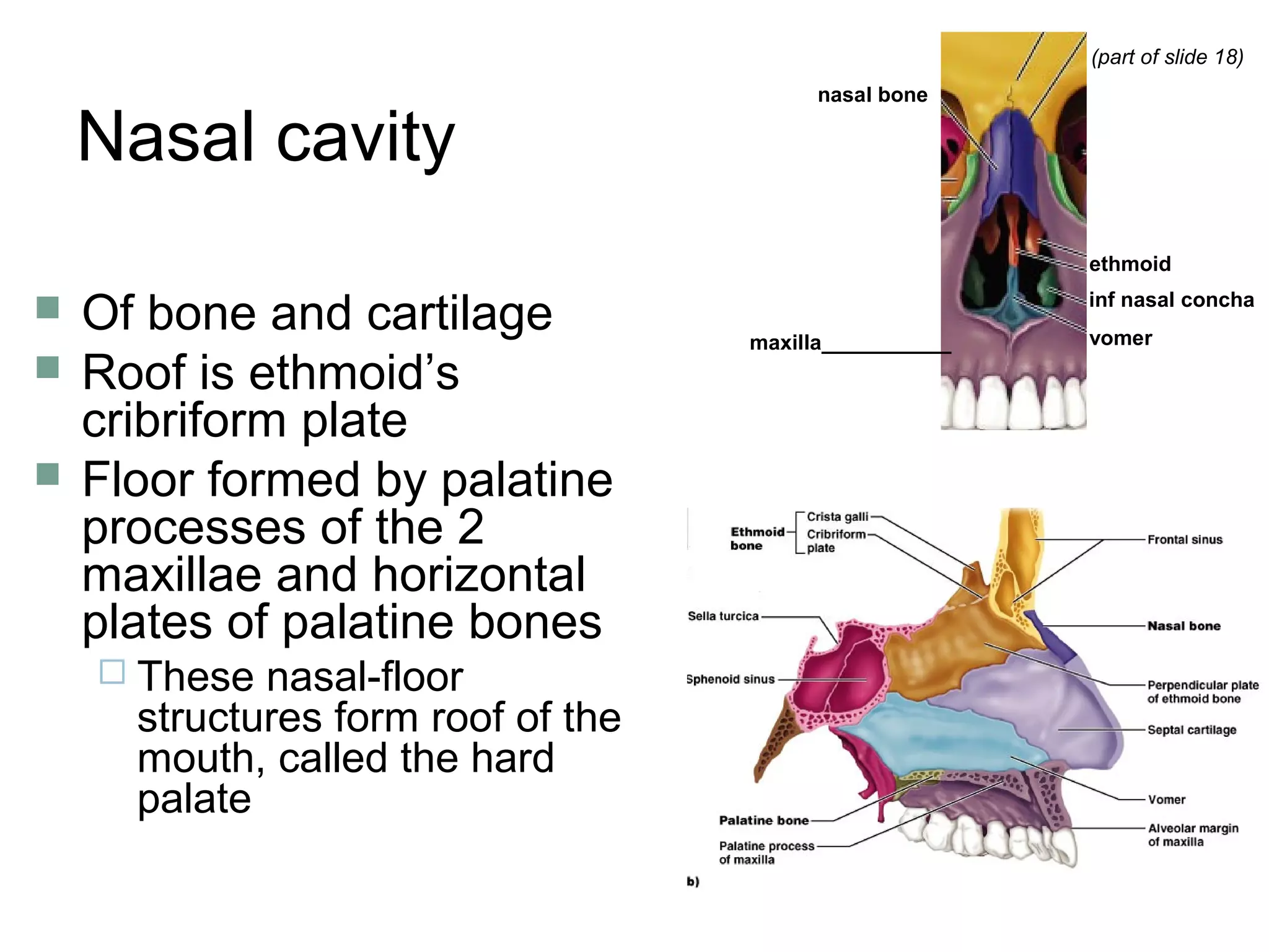 Nasal cavity
 Of bone and cartilage
 Roof is ethmoid’s
cribriform plate
 Floor formed by palatine
processes of the 2
maxillae and horizontal
plates of palatine bones
 These nasal-floor
structures form roof of the
mouth, called the hard
palate
nasal bone
ethmoid
vomer
inf nasal concha
(part of slide 18)
maxilla___________
 