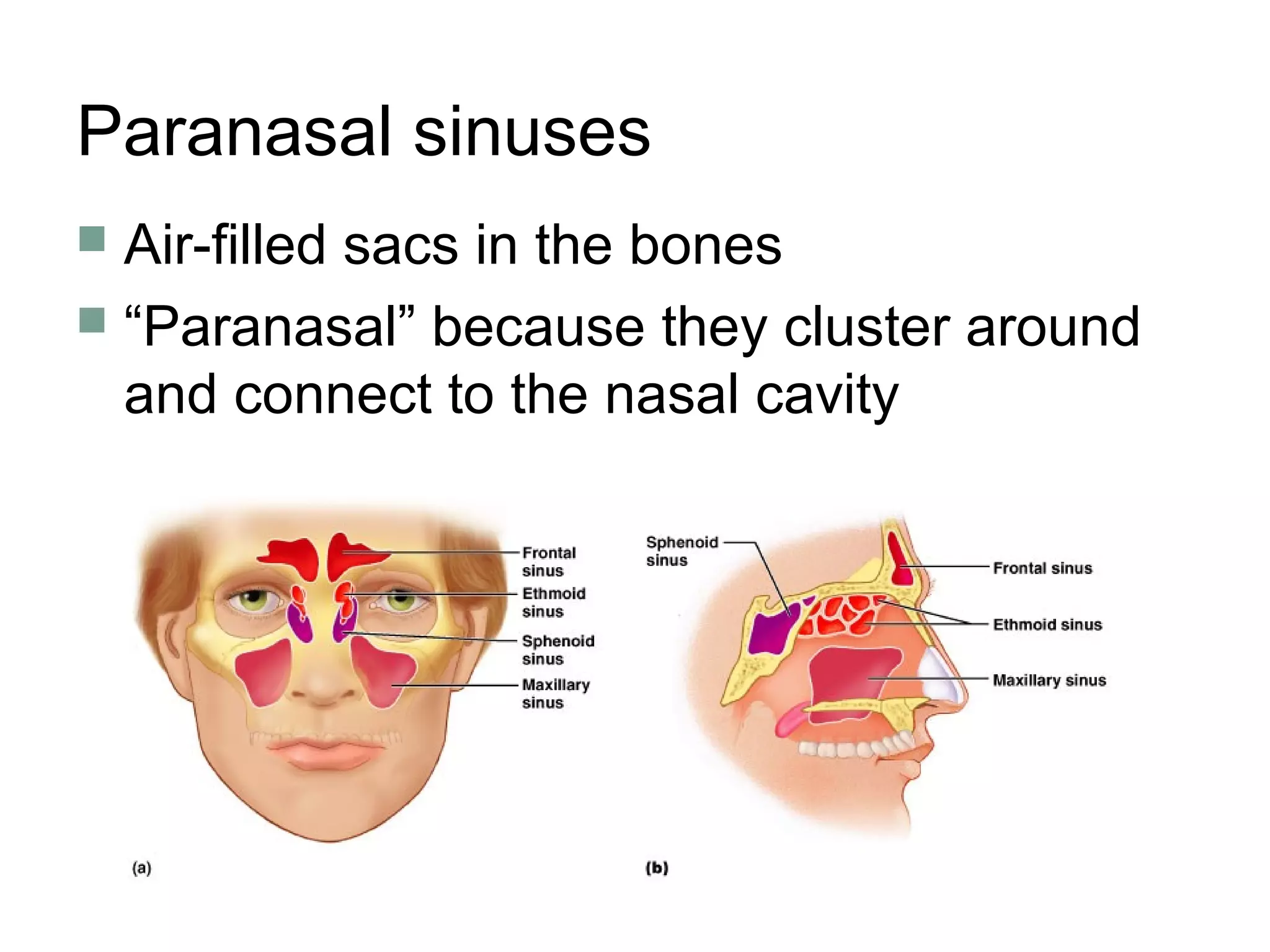 Paranasal sinuses
 Air-filled sacs in the bones
 “Paranasal” because they cluster around
and connect to the nasal cavity
 