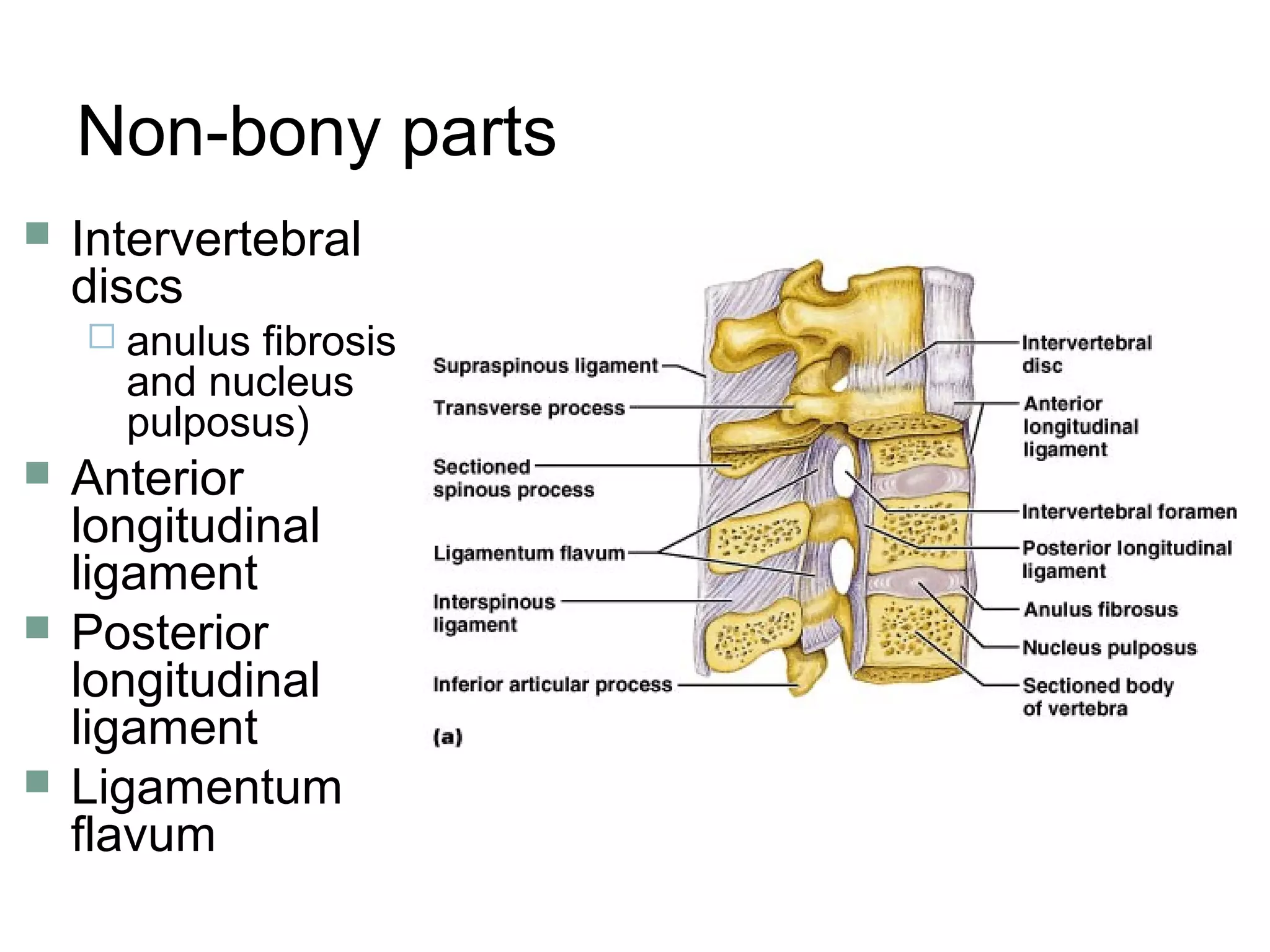 Non-bony parts
 Intervertebral
discs
 anulus fibrosis
and nucleus
pulposus)
 Anterior
longitudinal
ligament
 Posterior
longitudinal
ligament
 Ligamentum
flavum
 