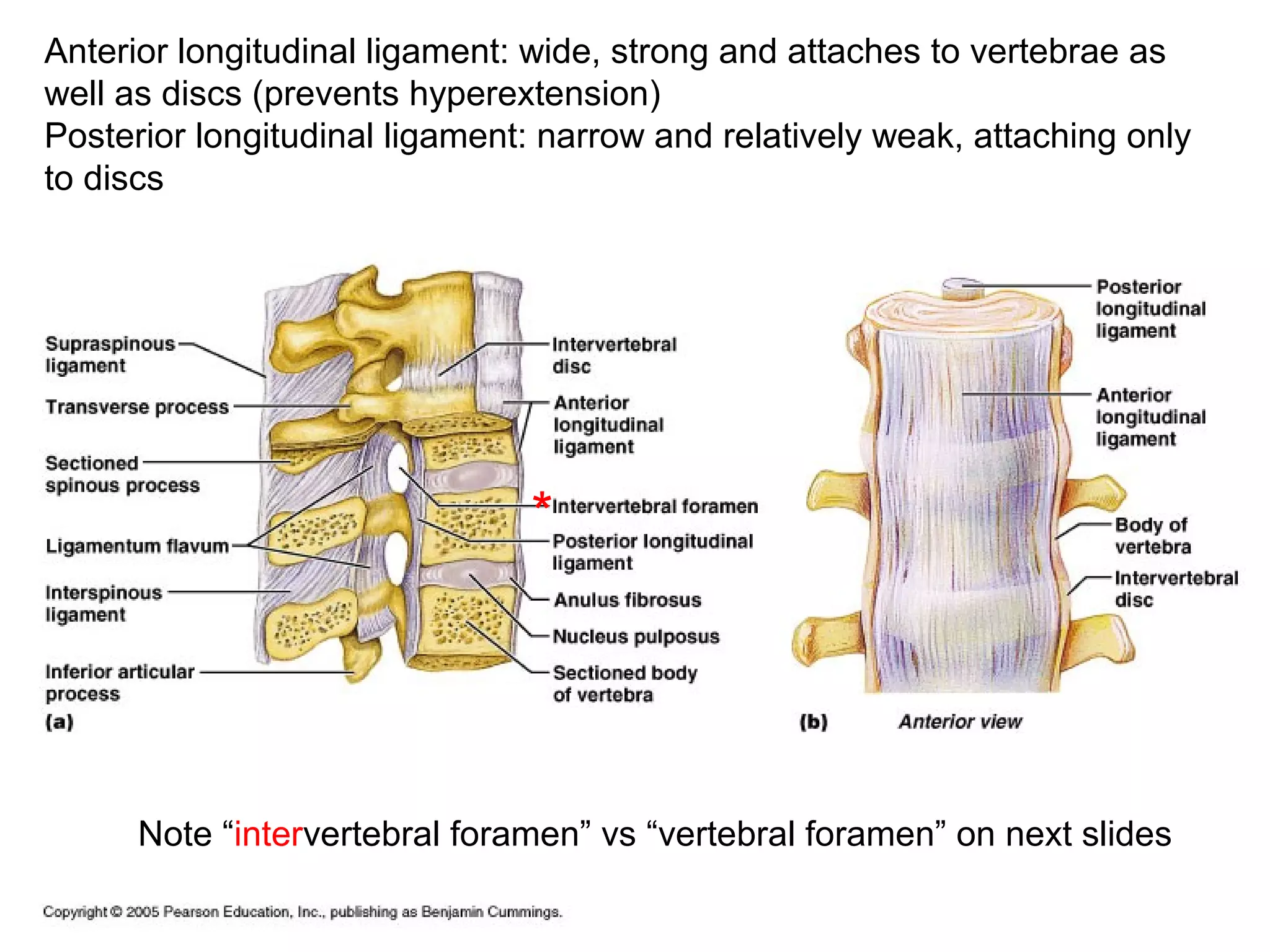 Anterior longitudinal ligament: wide, strong and attaches to vertebrae as
well as discs (prevents hyperextension)
Posterior longitudinal ligament: narrow and relatively weak, attaching only
to discs
Note “intervertebral foramen” vs “vertebral foramen” on next slides
*
 