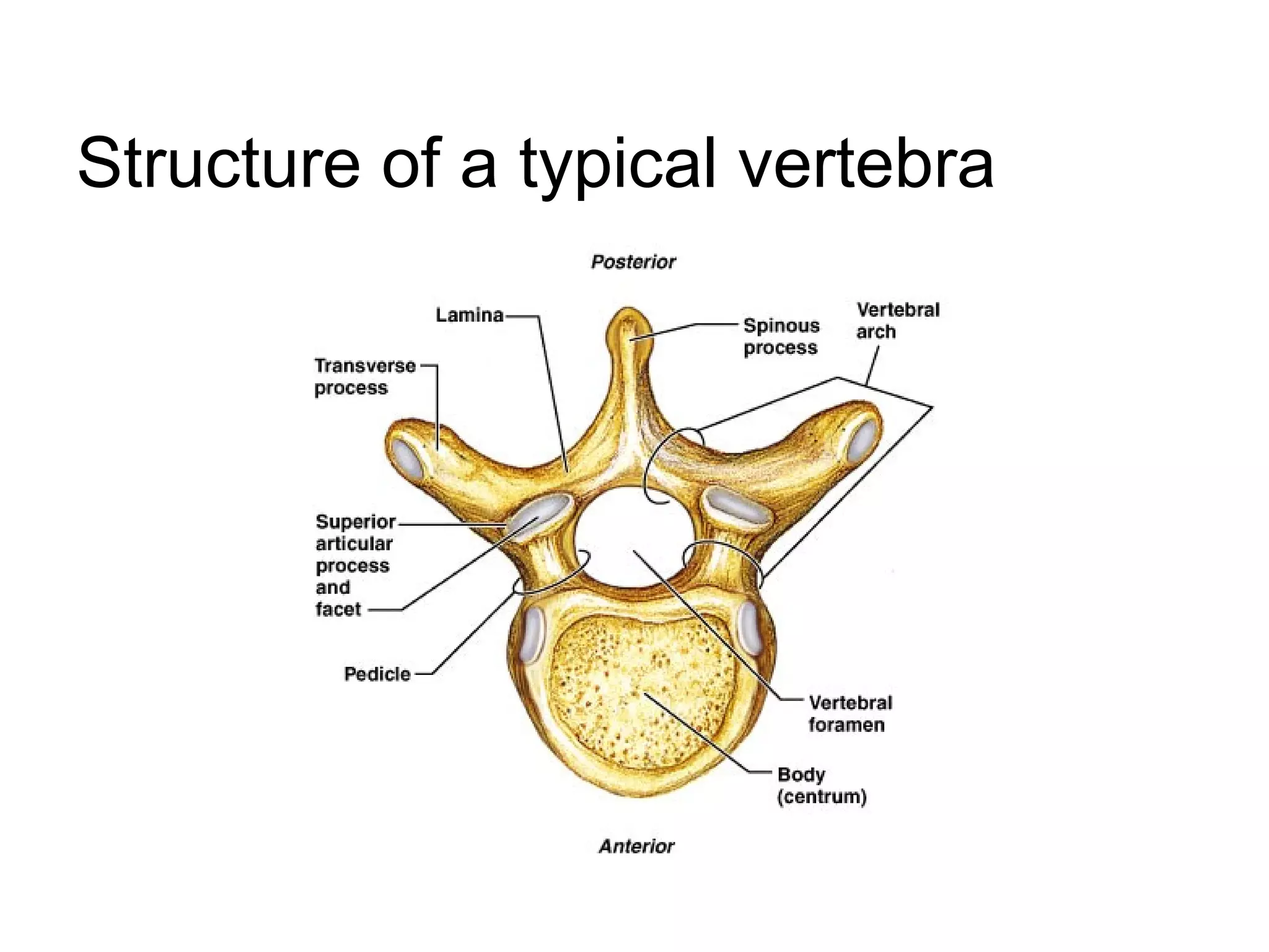 Structure of a typical vertebra
 