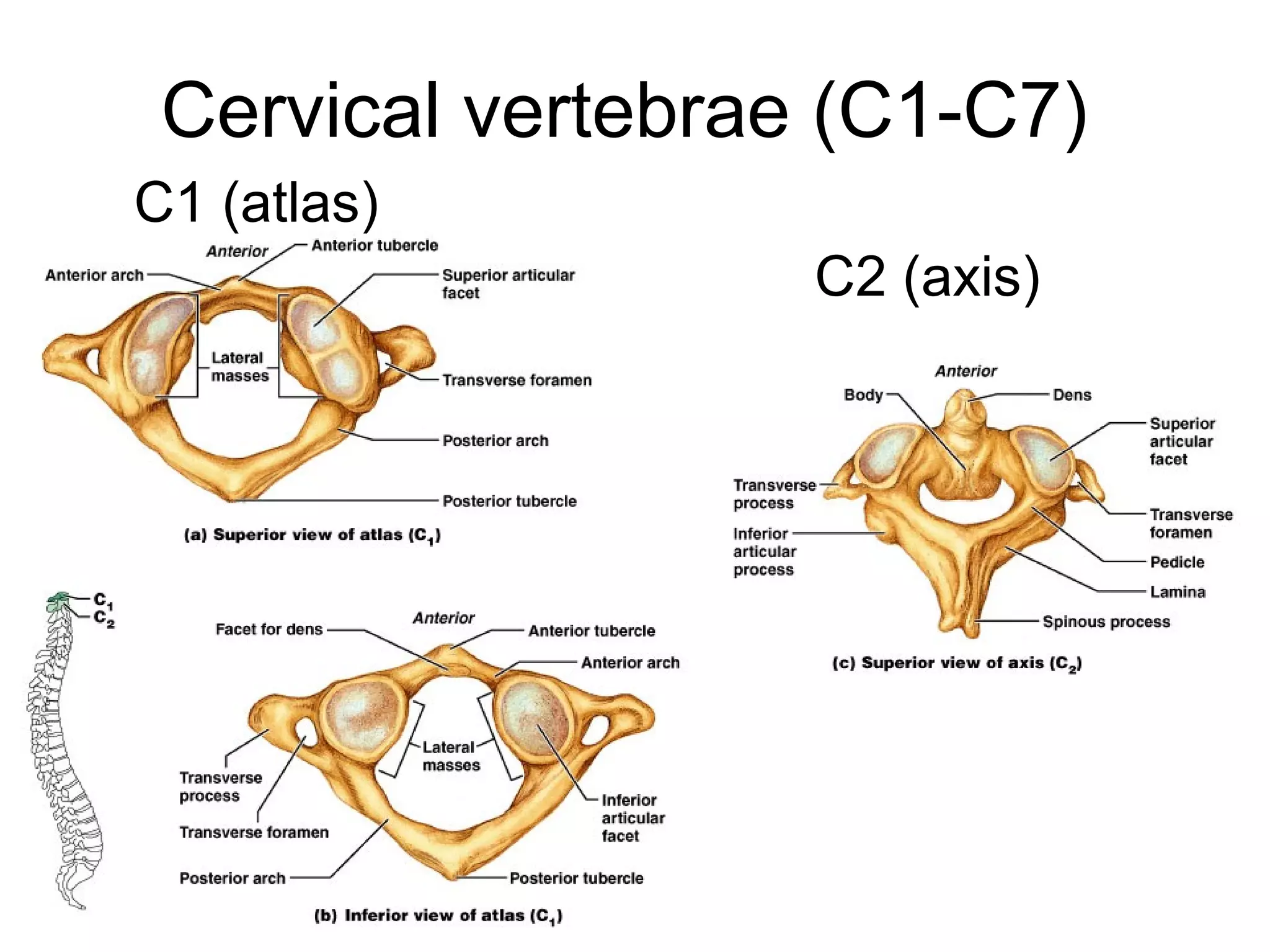 Cervical vertebrae (C1-C7)
C1 (atlas)
C2 (axis)
 