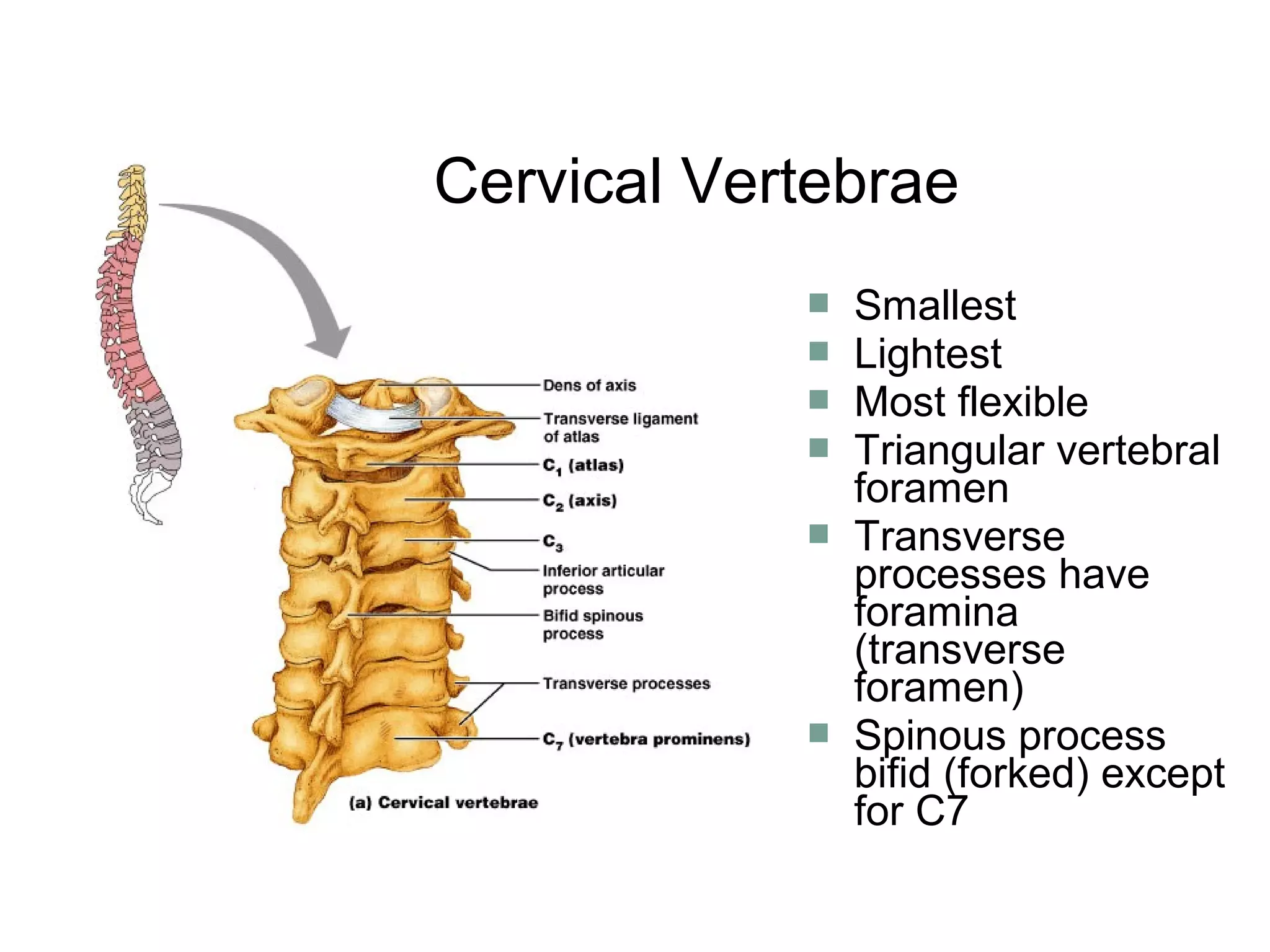  Smallest
 Lightest
 Most flexible
 Triangular vertebral
foramen
 Transverse
processes have
foramina
(transverse
foramen)
 Spinous process
bifid (forked) except
for C7
Cervical Vertebrae
 