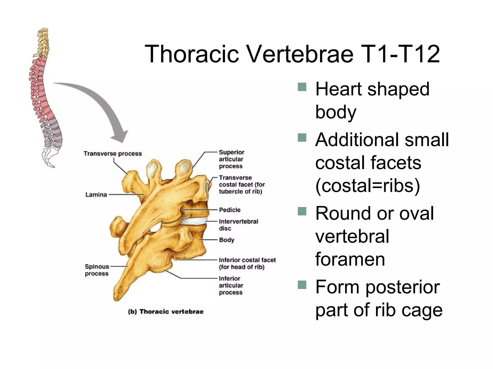  Heart shaped
body
 Additional small
costal facets
(costal=ribs)
 Round or oval
vertebral
foramen
 Form posterior
part of rib cage
Thoracic Vertebrae T1-T12
 