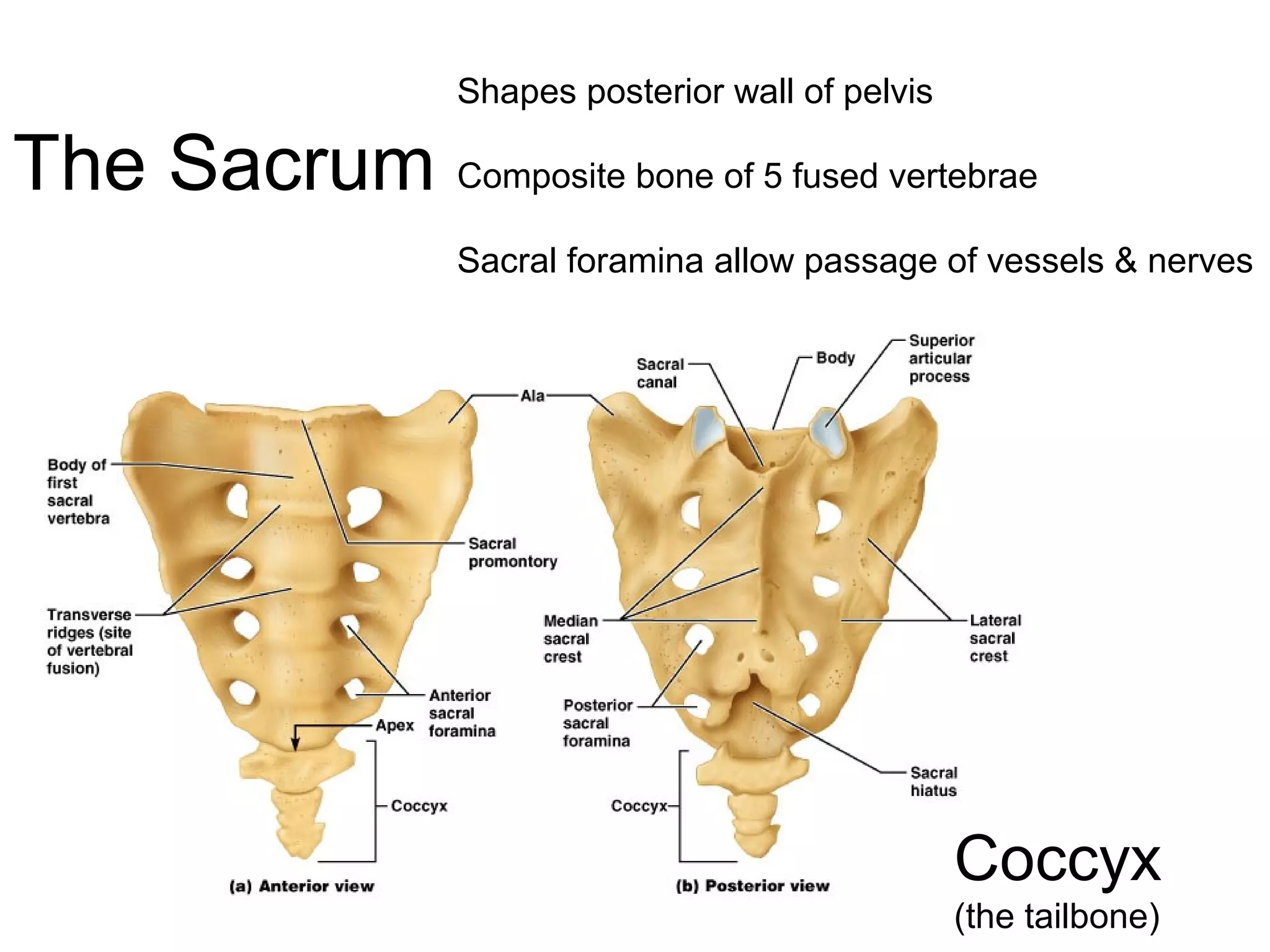 The Sacrum
Shapes posterior wall of pelvis
Composite bone of 5 fused vertebrae
Sacral foramina allow passage of vessels & nerves
Coccyx
(the tailbone)
 