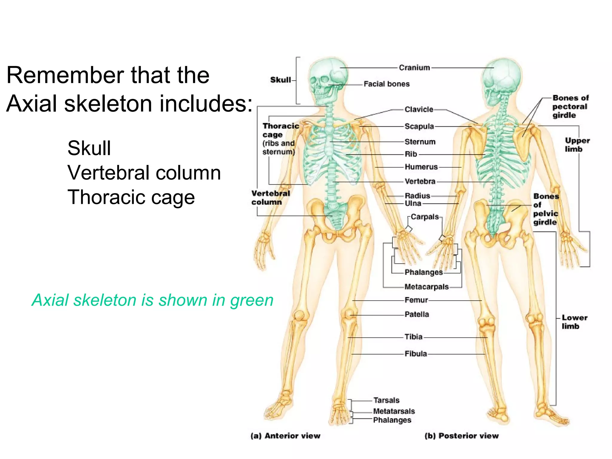 Remember that the
Axial skeleton includes:
Skull
Vertebral column
Thoracic cage
Axial skeleton is shown in green
 