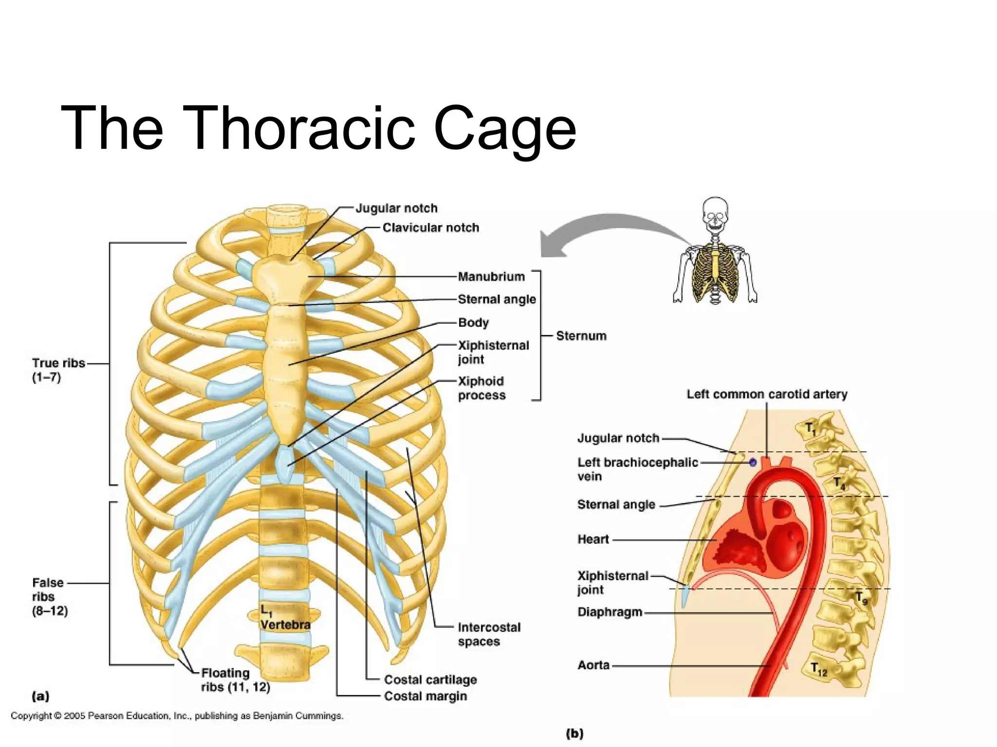 The Thoracic Cage
 
