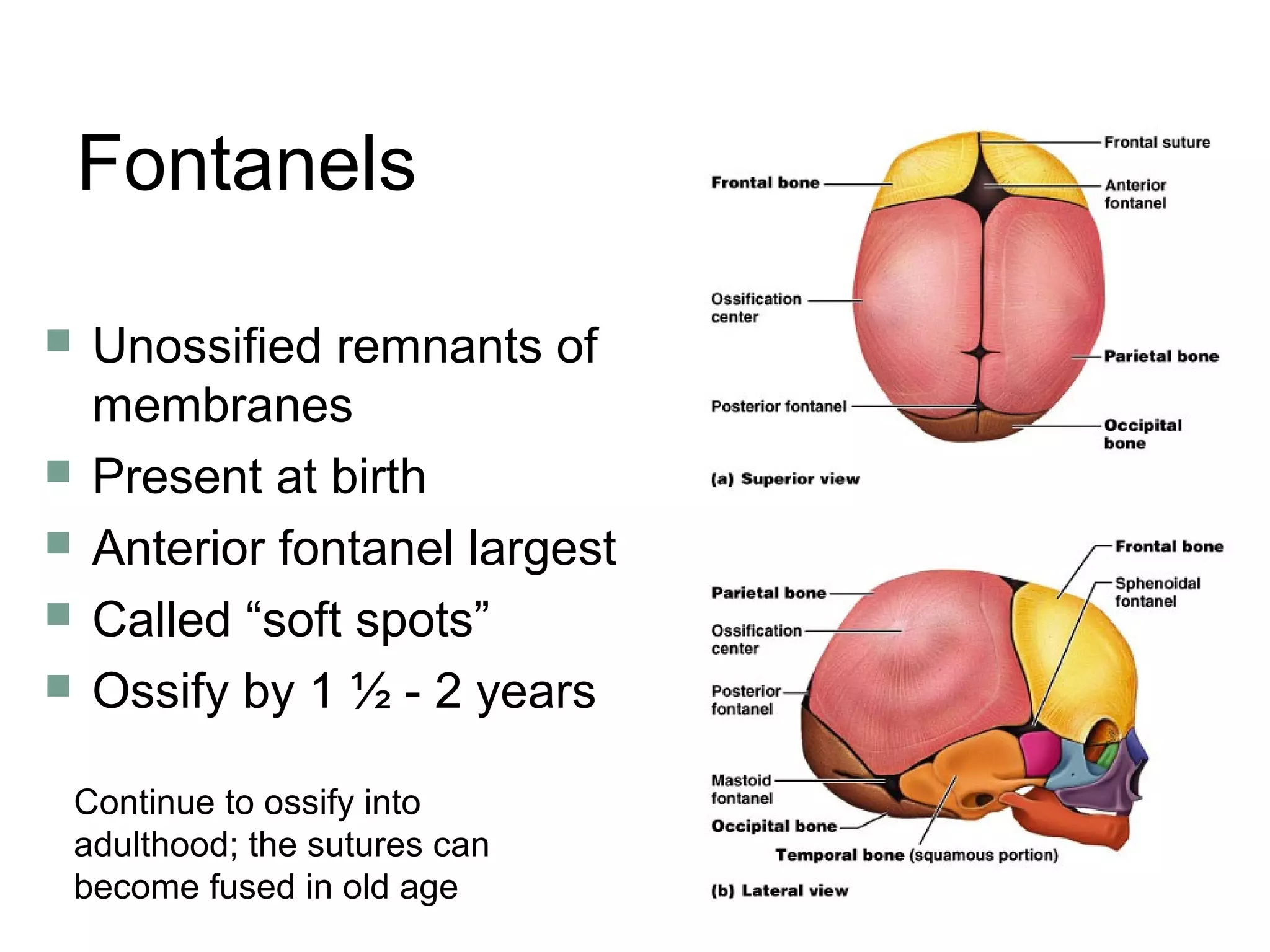 Fontanels
 Unossified remnants of
membranes
 Present at birth
 Anterior fontanel largest
 Called “soft spots”
 Ossify by 1 ½ - 2 years
Continue to ossify into
adulthood; the sutures can
become fused in old age
 