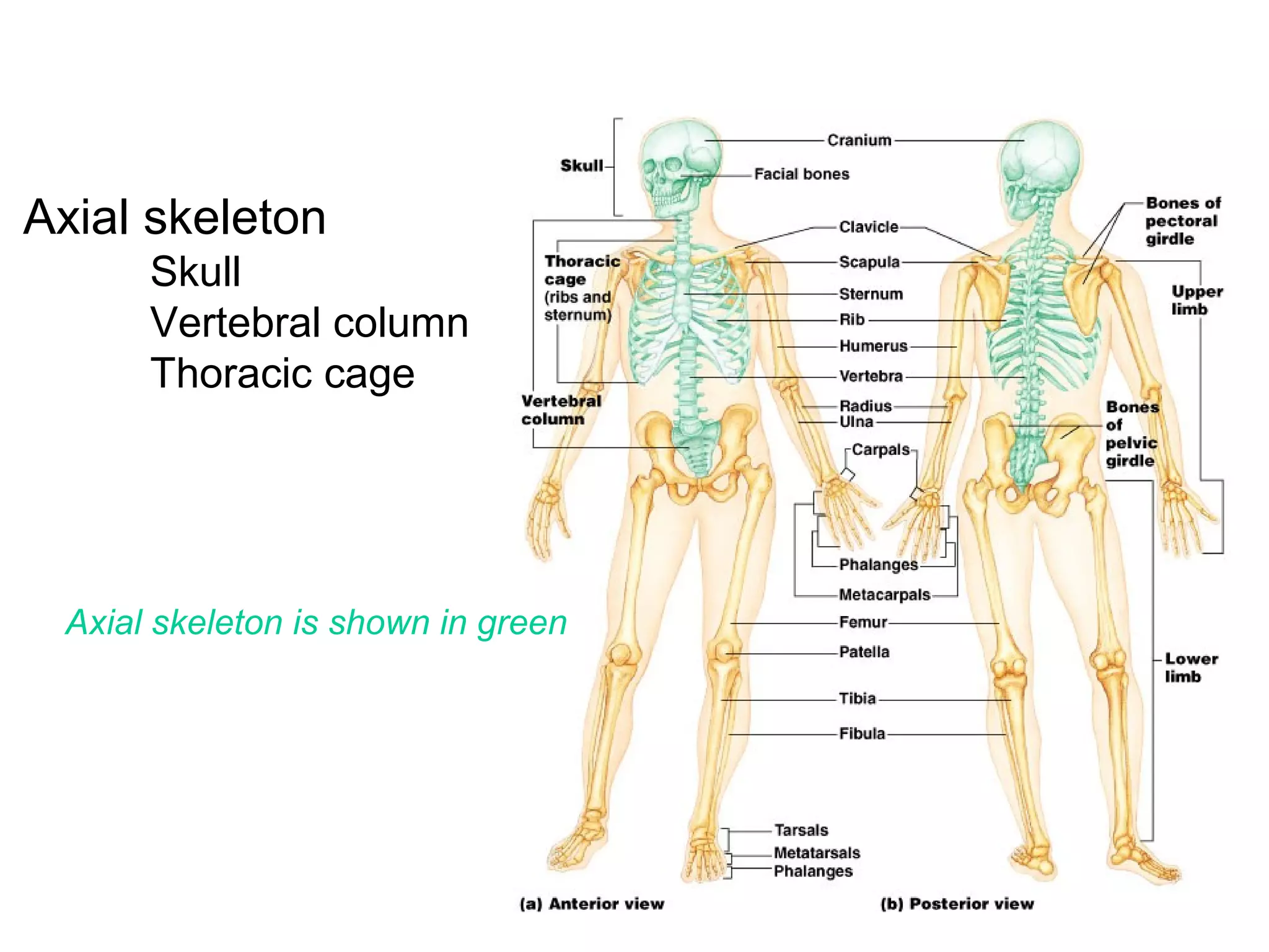 Axial skeleton
Skull
Vertebral column
Thoracic cage
Axial skeleton is shown in green
 