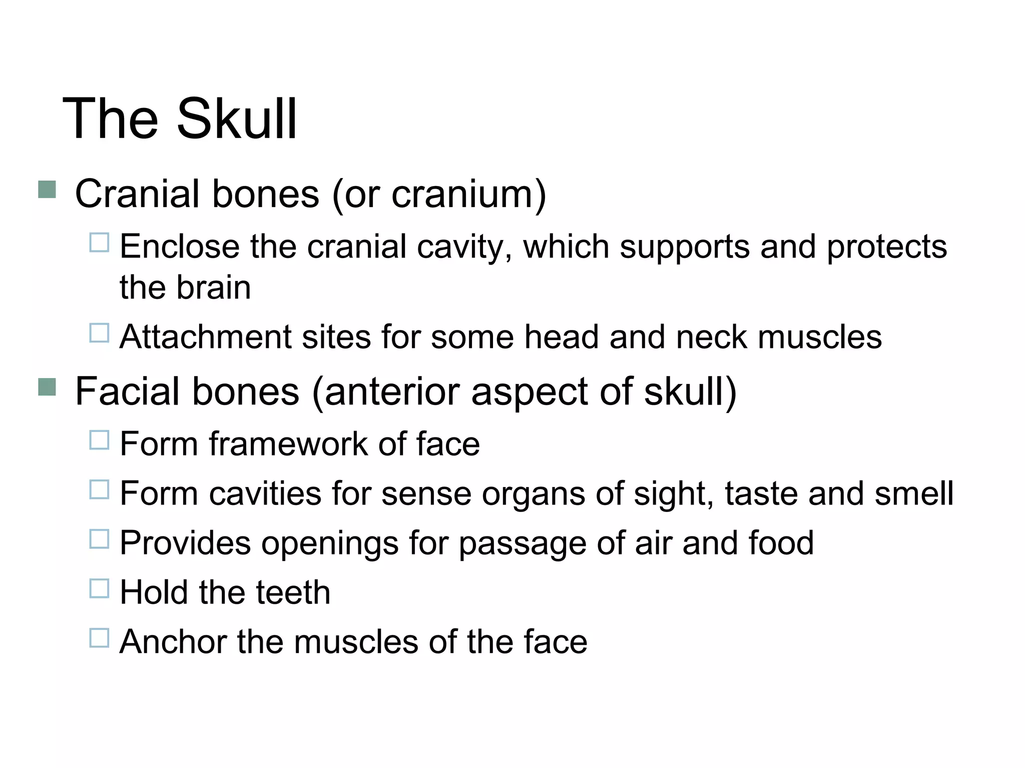 The Skull
 Cranial bones (or cranium)
 Enclose the cranial cavity, which supports and protects
the brain
 Attachment sites for some head and neck muscles
 Facial bones (anterior aspect of skull)
 Form framework of face
 Form cavities for sense organs of sight, taste and smell
 Provides openings for passage of air and food
 Hold the teeth
 Anchor the muscles of the face
 
