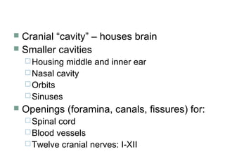  Cranial “cavity” – houses brain
 Smaller cavities
Housing middle and inner ear
Nasal cavity
Orbits
Sinuses
 Openings (foramina, canals, fissures) for:
Spinal cord
Blood vessels
Twelve cranial nerves: I-XII
 