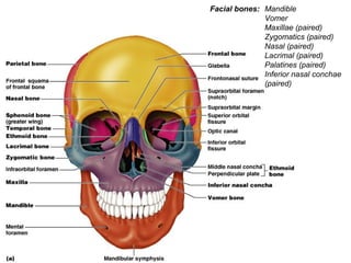 Mandible
Vomer
Maxillae (paired)
Zygomatics (paired)
Nasal (paired)
Lacrimal (paired)
Palatines (paired)
Inferior nasal conchae
(paired)
Facial bones:
 