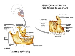Mandible (lower jaw)
Maxilla (there are 2 which
fuse, forming the upper jaw)
 
