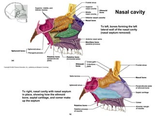 Nasal cavity
To left, bones forming the left
lateral wall of the nasal cavity
(nasal septum removed)
To right, nasal cavity with nasal septum
in place, showing how the ethmoid
bone, septal cartilage, and vomer make
up the septum
 