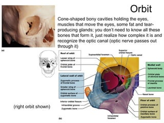 Orbit
Cone-shaped bony cavities holding the eyes,
muscles that move the eyes, some fat and tear-
producing glands; you don’t need to know all these
bones that form it, just realize how complex it is and
recognize the optic canal (optic nerve passes out
through it)
(right orbit shown)
 