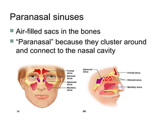Paranasal sinuses
 Air-filled sacs in the bones
 “Paranasal” because they cluster around
and connect to the nasal cavity
 