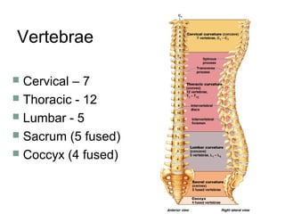 Vertebrae
 Cervical – 7
 Thoracic - 12
 Lumbar - 5
 Sacrum (5 fused)
 Coccyx (4 fused)
 