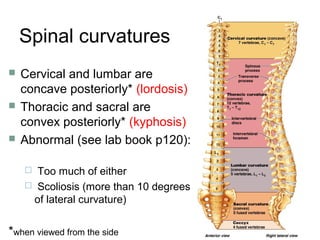 Spinal curvatures
 Cervical and lumbar are
concave posteriorly* (lordosis)
 Thoracic and sacral are
convex posteriorly* (kyphosis)
 Abnormal (see lab book p120):
 Too much of either
 Scoliosis (more than 10 degrees
of lateral curvature)
*when viewed from the side
 