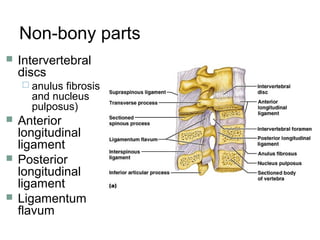 Non-bony parts
 Intervertebral
discs
 anulus fibrosis
and nucleus
pulposus)
 Anterior
longitudinal
ligament
 Posterior
longitudinal
ligament
 Ligamentum
flavum
 