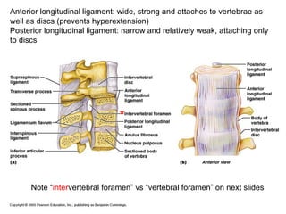 Anterior longitudinal ligament: wide, strong and attaches to vertebrae as
well as discs (prevents hyperextension)
Posterior longitudinal ligament: narrow and relatively weak, attaching only
to discs
Note “intervertebral foramen” vs “vertebral foramen” on next slides
*
 