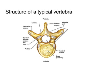Structure of a typical vertebra
 