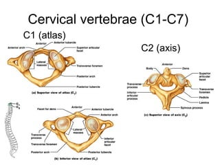 Cervical vertebrae (C1-C7)
C1 (atlas)
C2 (axis)
 