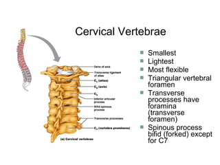  Smallest
 Lightest
 Most flexible
 Triangular vertebral
foramen
 Transverse
processes have
foramina
(transverse
foramen)
 Spinous process
bifid (forked) except
for C7
Cervical Vertebrae
 