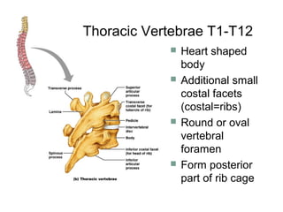  Heart shaped
body
 Additional small
costal facets
(costal=ribs)
 Round or oval
vertebral
foramen
 Form posterior
part of rib cage
Thoracic Vertebrae T1-T12
 